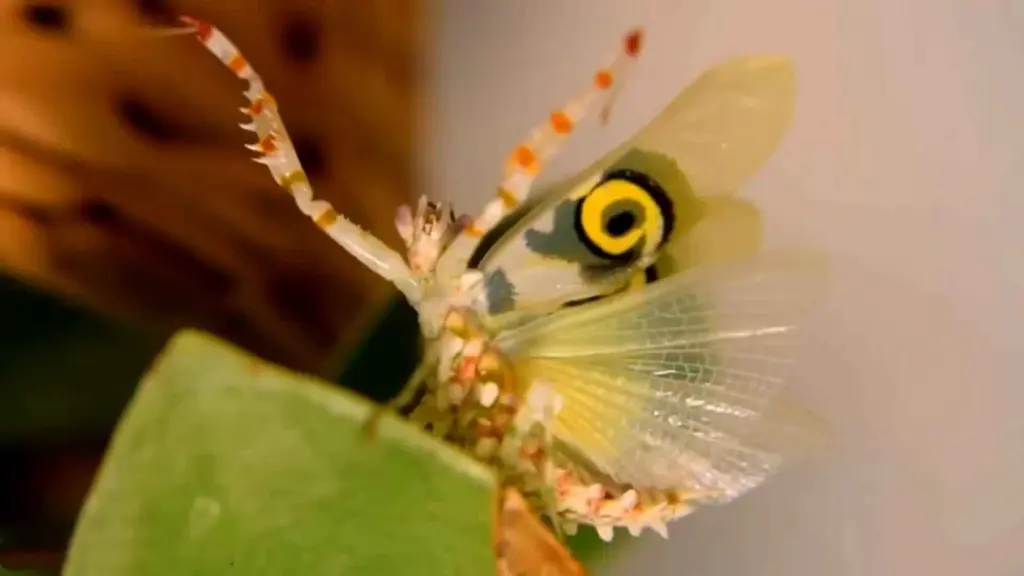 Mantis religiosa adulta en postura defensiva deimatica con alas posteriores abiertas en abanico mostrando las manchas oculares negras y blancas en la base de las patas raptoras, utilizadas para intimidar a depredadores