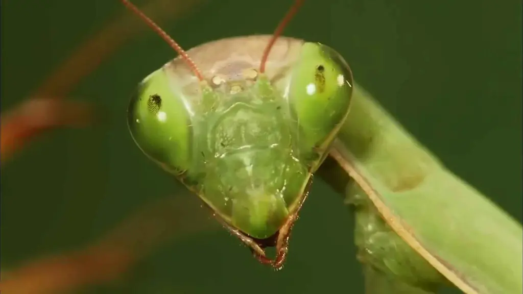 Primer plano de la cabeza triangular de Mantis religiosa mostrando los dos grandes ojos compuestos verdes con pseudopupila, tres ocelos simples en el vértice y antenas filiformes, todos rasgos diagnósticos de la especie