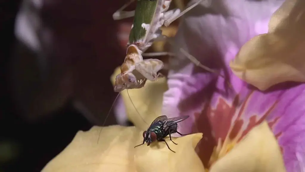 Ninfa de primer estadio de Mantis religiosa de aproximadamente 5 mm capturando una mosca Drosophila melanogaster sobre la tapa de malla de un pequeño contenedor de cría