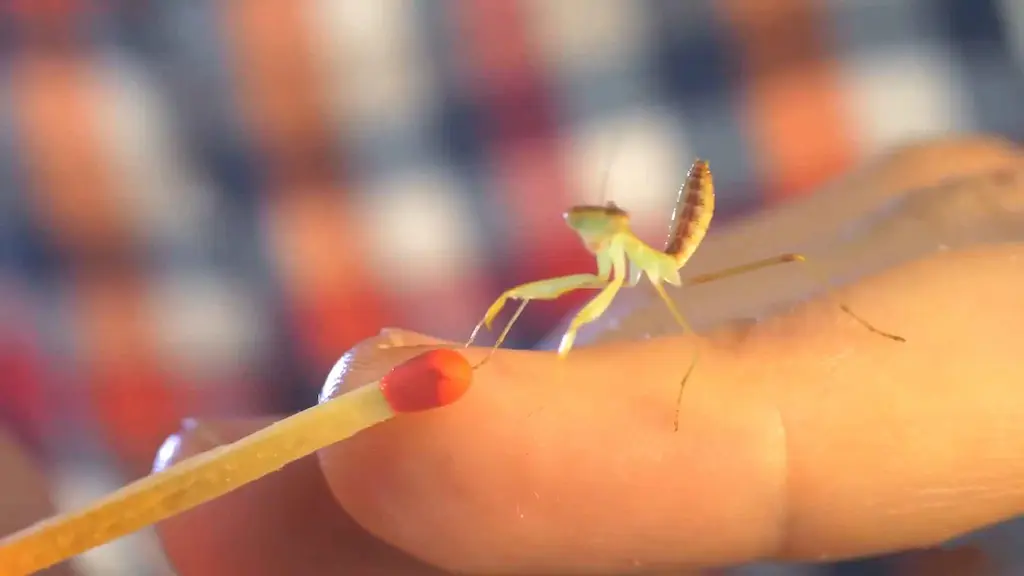 Ninfa de primer estadio L1 de Mantis religiosa sobre la yema de un dedo humano mostrando su tamaño de aproximadamente 4 mm, ya con la cabeza triangular característica, patas raptoras funcionales y ojos compuestos prominentes aunque aún sin pigmentación completa