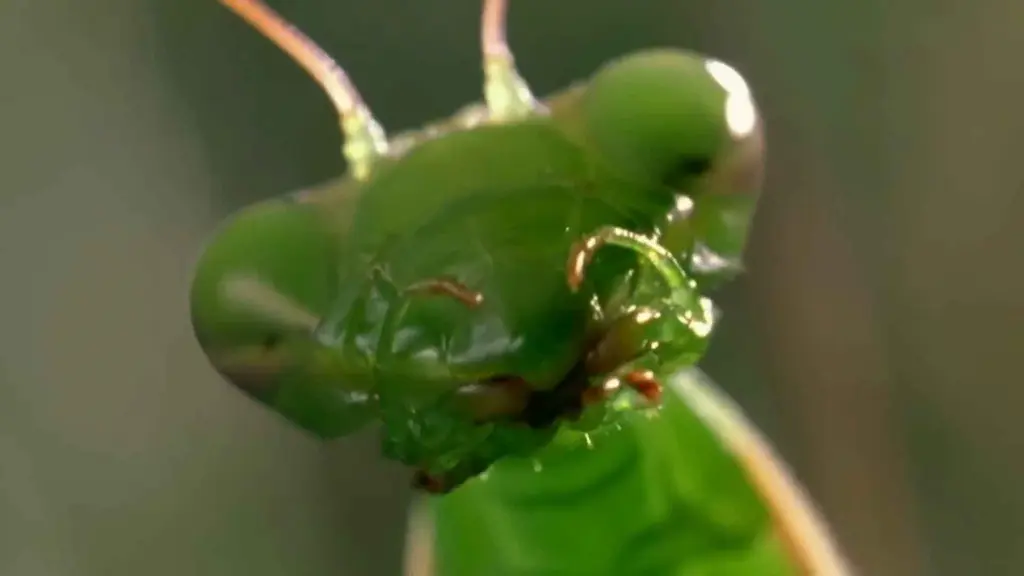 Macrofotografía de los ojos compuestos de Mantis religiosa mostrando la pseudopupila central oscura que indica la fóvea de mayor resolución, los omatidios hexagonales y los tres ocelos simples entre los ojos en el vértice de la cabeza triangular