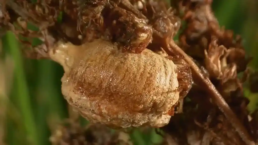 Ooteca fresca de Mantis religiosa adherida a una ramita dentro del terrario, mostrando la textura de espuma solidificada de color beige que protege los huevos