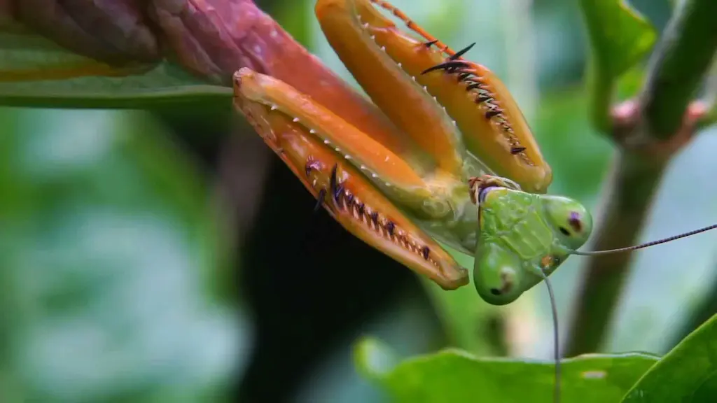 Detalle de las patas raptoras de Mantis religiosa plegadas en la postura característica que inspiró el epíteto religiosus dado por Linnaeus en 1758, mostrando las espinas de sujeción de presas y la mancha ocular negra