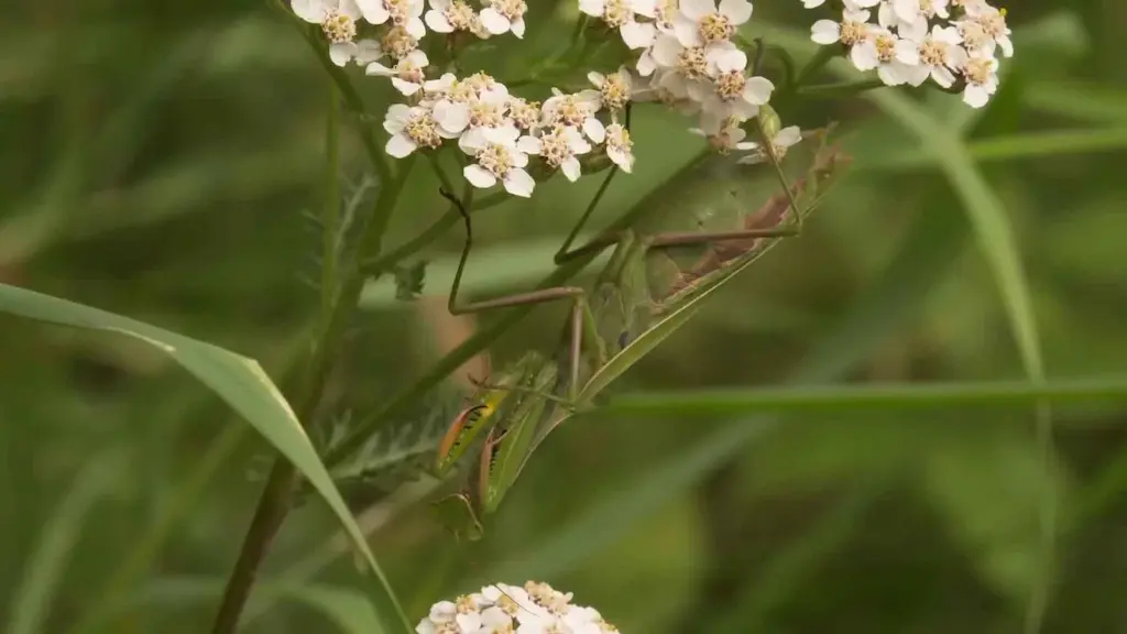 Mantis religiosa adulta hembra de coloración verde sobre tallo de lavanda en hábitat mediterráneo, mostrando la postura característica con patas raptoras plegadas, cabeza triangular y ojos compuestos prominentes