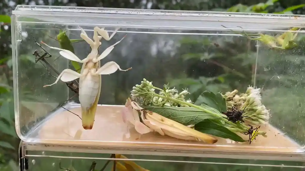 Pulverizador de agua fina siendo usado para nebulizar las paredes de vidrio de un terrario de mantis religiosa desde la parte superior, mostrando las gotitas de agua en la superficie
