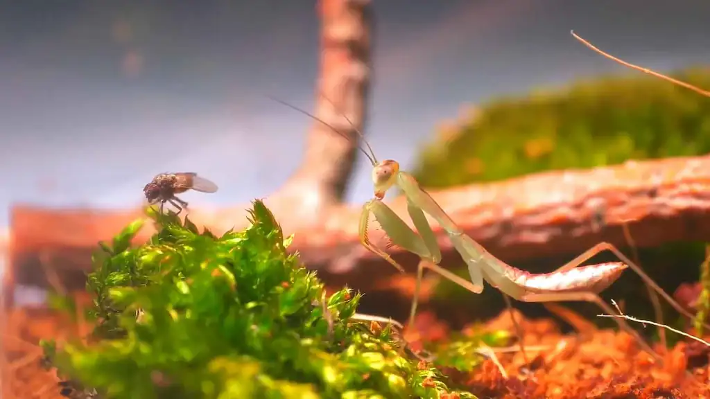 Interior de terrario para mantis religiosa mostrando disposición de ramas naturales secas, rama principal diagonal y planta de pothos en macetero pequeño sobre sustrato de fibra de coco
