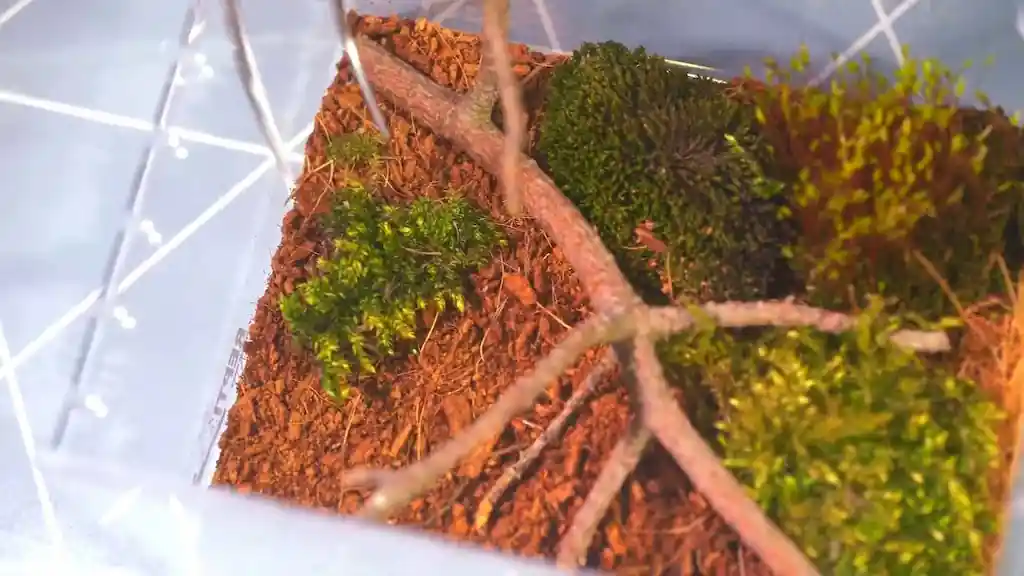 Terrario de vidrio completamente montado para una mantis religiosa adulta con sustrato de fibra de coco, ramas naturales, planta de pothos y termohigrómetro visible
