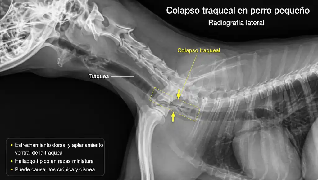 Radiografía de tráquea de un perro pequeño mostrando colapso traqueal, una de las enfermedades más comunes en razas miniatura