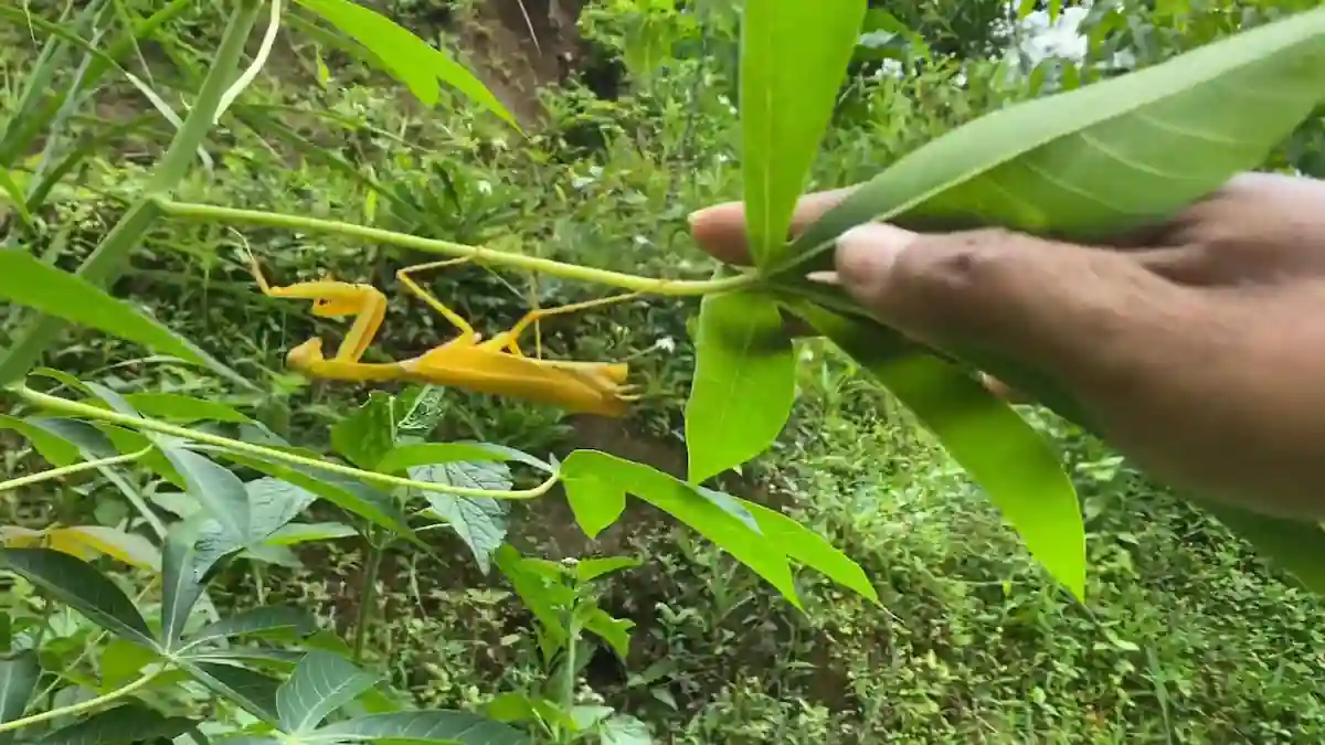 Mantis religiosa amarilla sobre una rama entre la vegetación