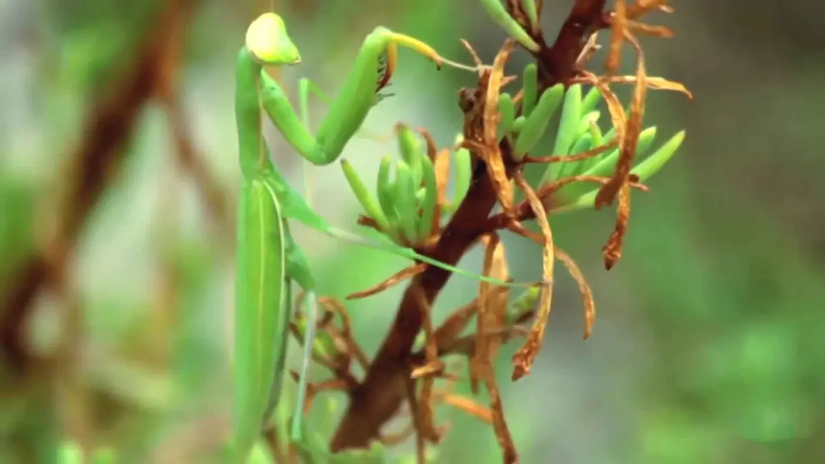 Mantis religiosa verde camuflada entre ramas y vegetación seca
