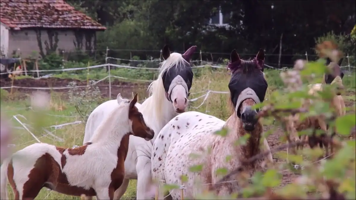 Grupo de caballos con capas pintas en un entorno rural, con ejemplares Appaloosa y pinto junto a caballos de capa sólida.