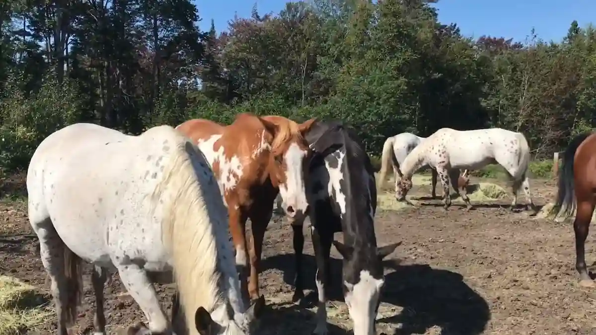 Grupo de caballos de capas pintas, incluidos ejemplares tipo Appaloosa y pinto, pastando en un paddock arbolado.