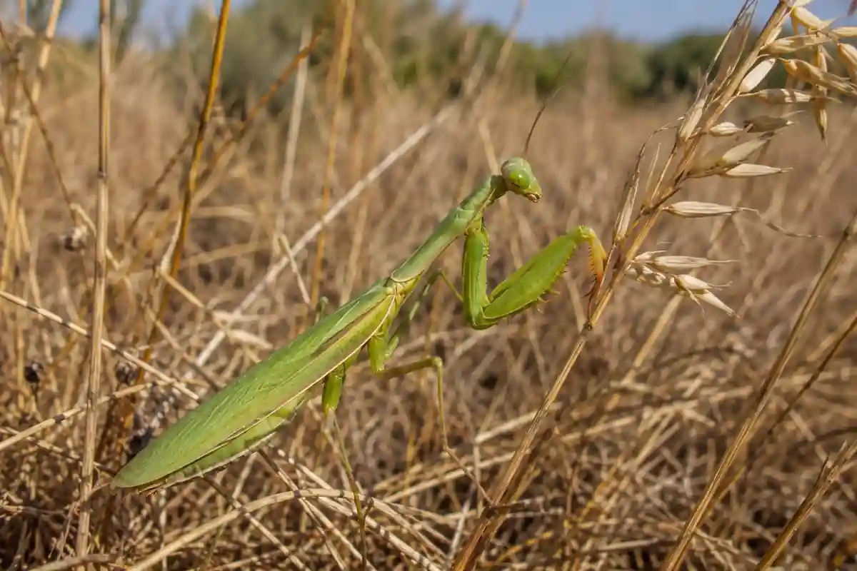 Hábitat natural de la mantis religiosa: ejemplar camuflado entre hierba seca de un pastizal mediterráneo típico de la especie