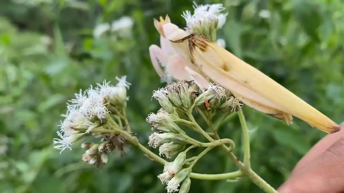 Mantis religiosa amarilla posada sobre flores en la vegetación