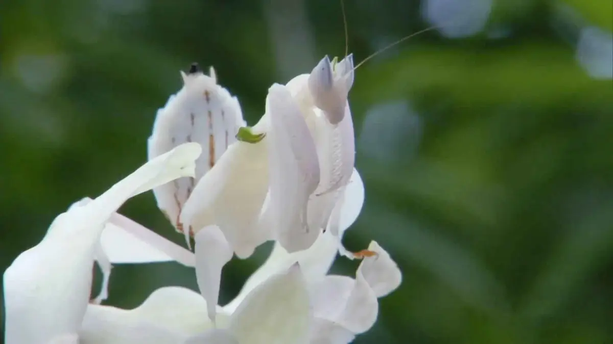 Mantis religiosa blanca camuflada entre los pétalos de una flor