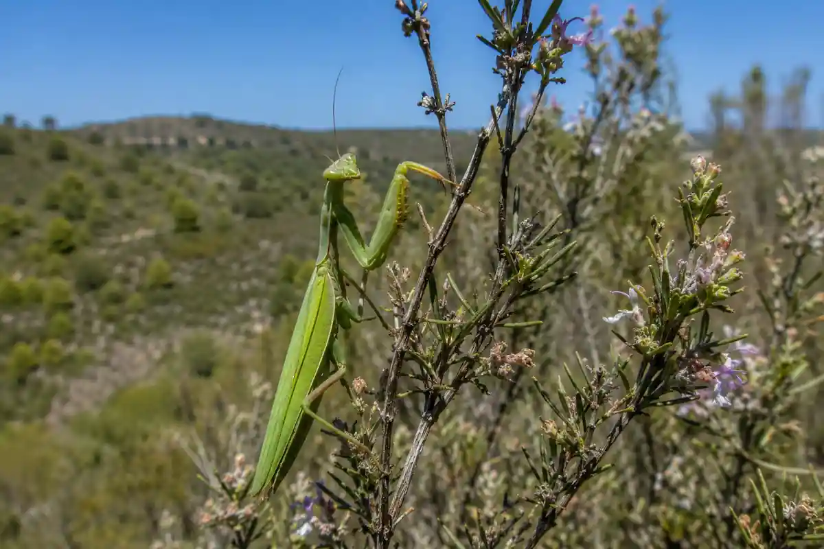 Mantis religiosa en España posada en matorral mediterráneo, hábitat autóctono típico de la península ibérica